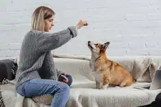 Educadora canina observando a un perro adoptado durante una consulta profesional