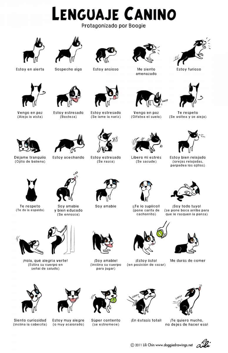 Lenguaje canino - Infografía de señales de calma