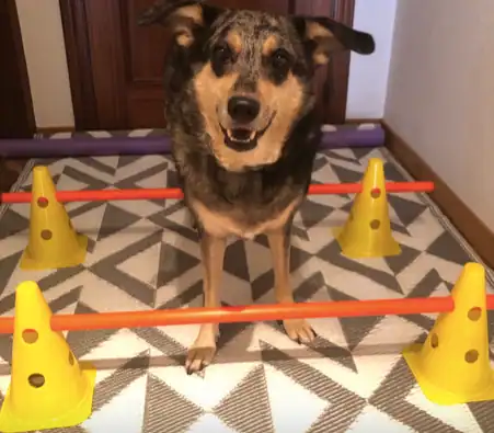 Perro adoptado realizando ejercicios de propiocepción y juegos de olfato para ganar confianza