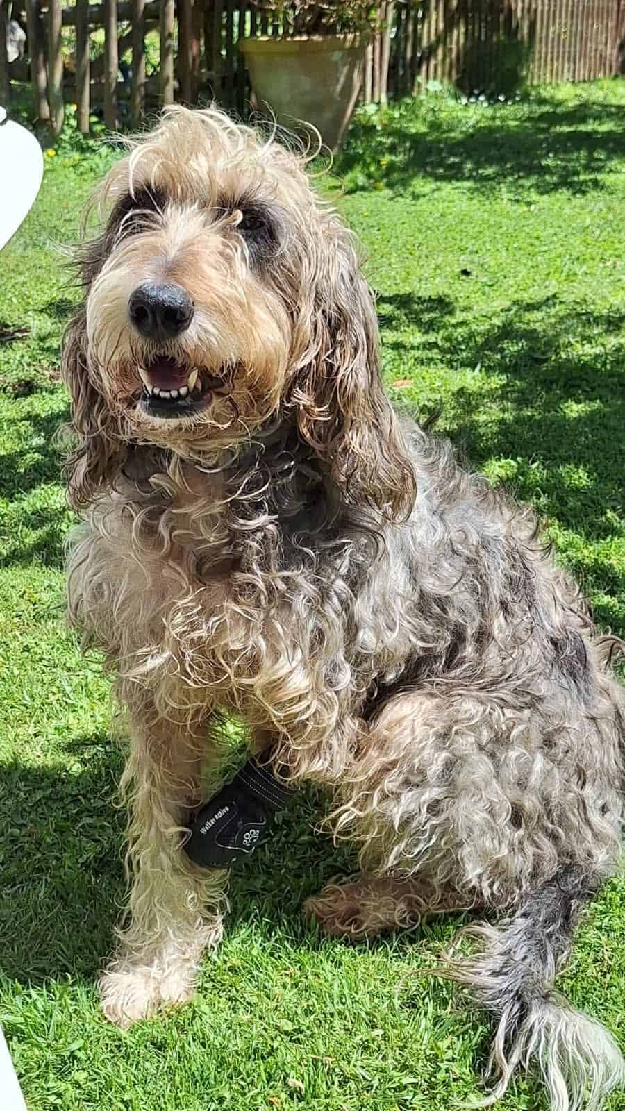 Bruma, una perra de tamaño mediano, tumbada tranquila.