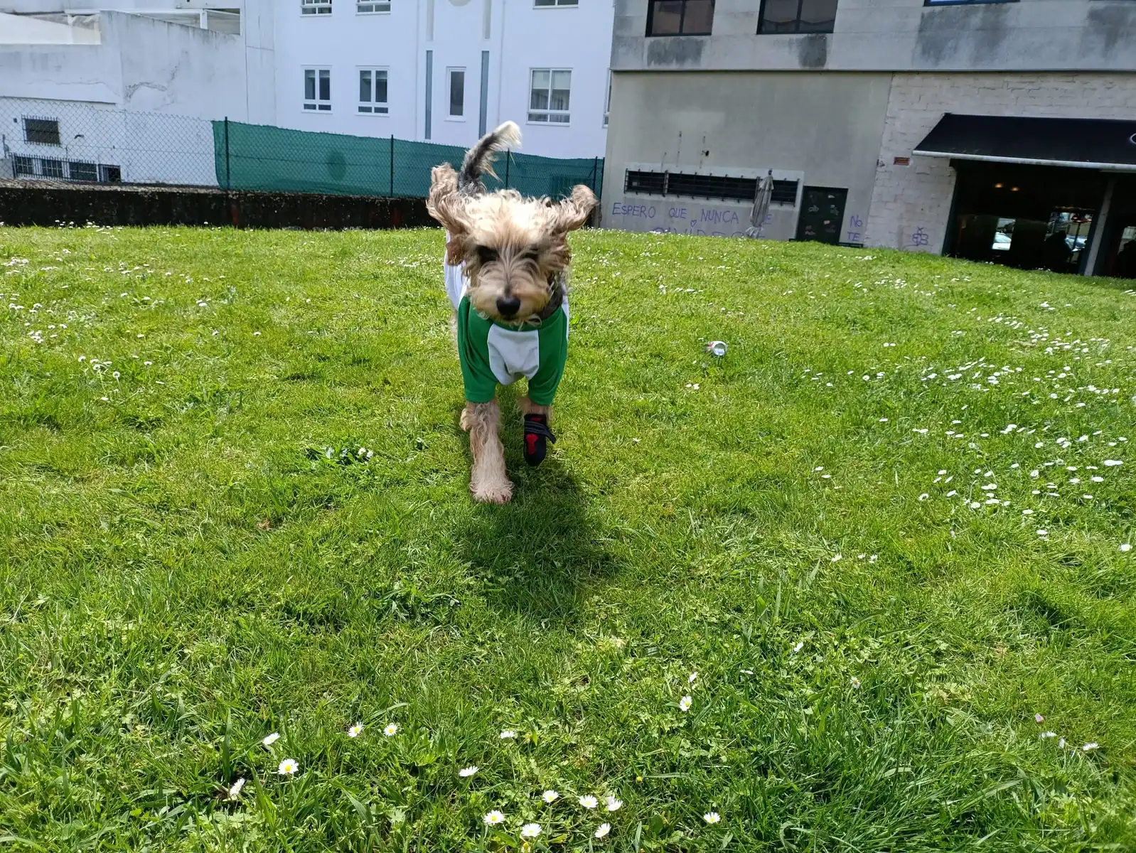 Bruma, una perra mestiza de pelo rizado, descansa tranquila en el campo.