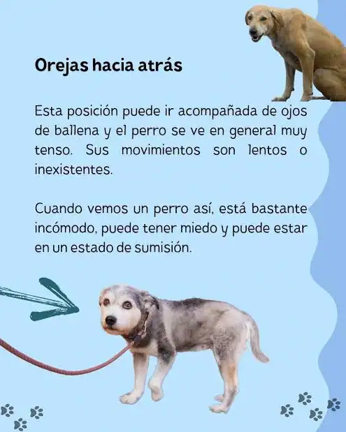 Perro mostrando señales de miedo cuando una persona se acerca: cola baja, orejas atrás, cuerpo agachado