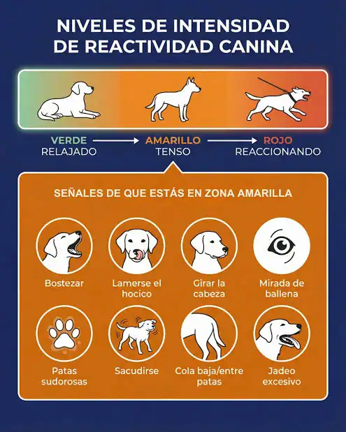Diagrama explicativo del ciclo de reactividad por miedo en perros