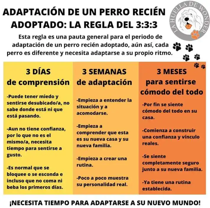 Infografía de la regla 3-3-3 para la adaptación de un perro adoptado: primeros 3 días, 3 semanas, 3 meses