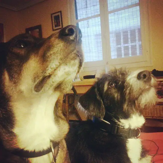 Perro recibiendo premio tras un ruido suave para cambiar su emoción