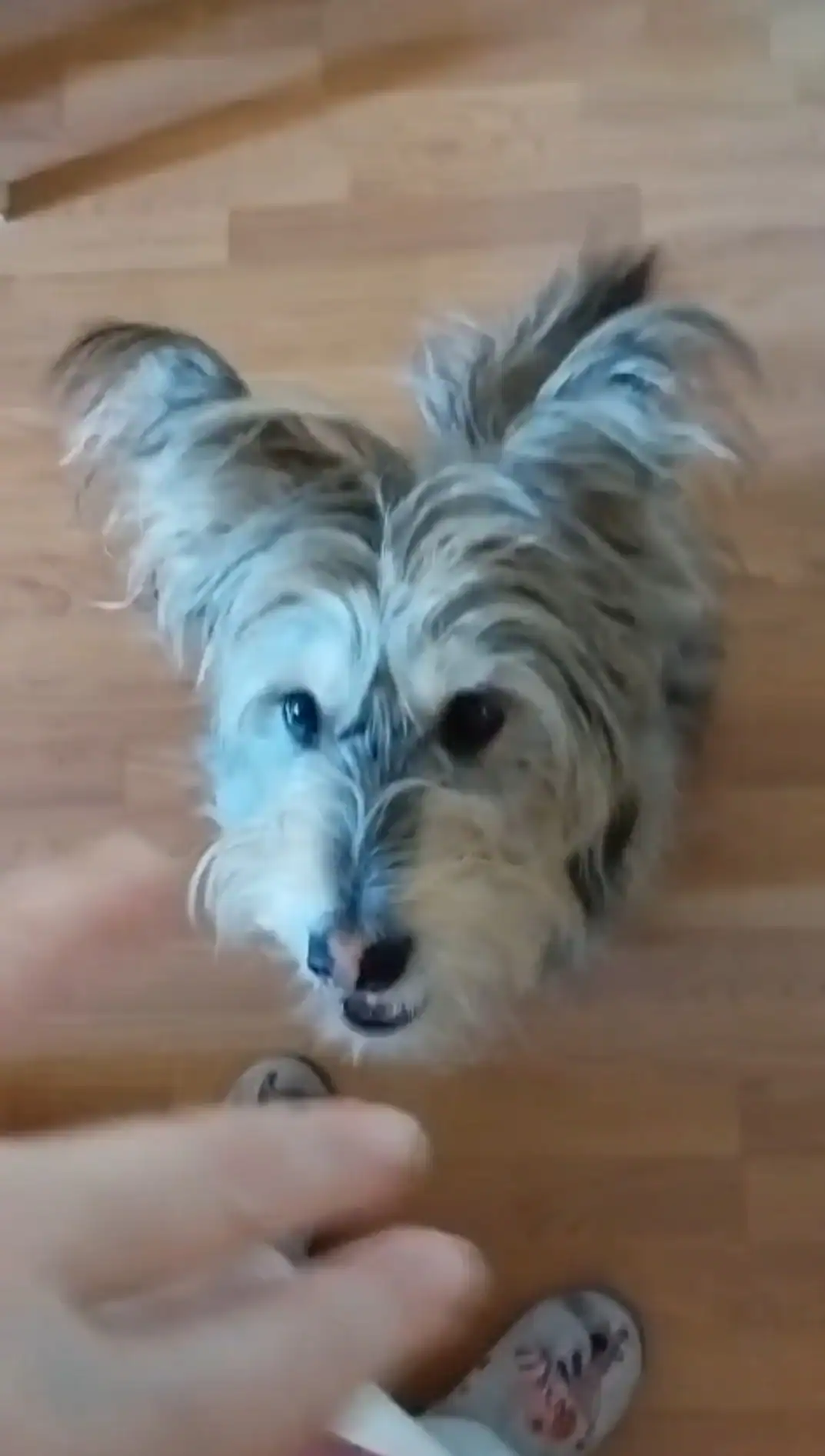 Cleo, una perra mestiza de pelo largo, mira con atención la mano de su guía durante un ejercicio de conexión en casa.