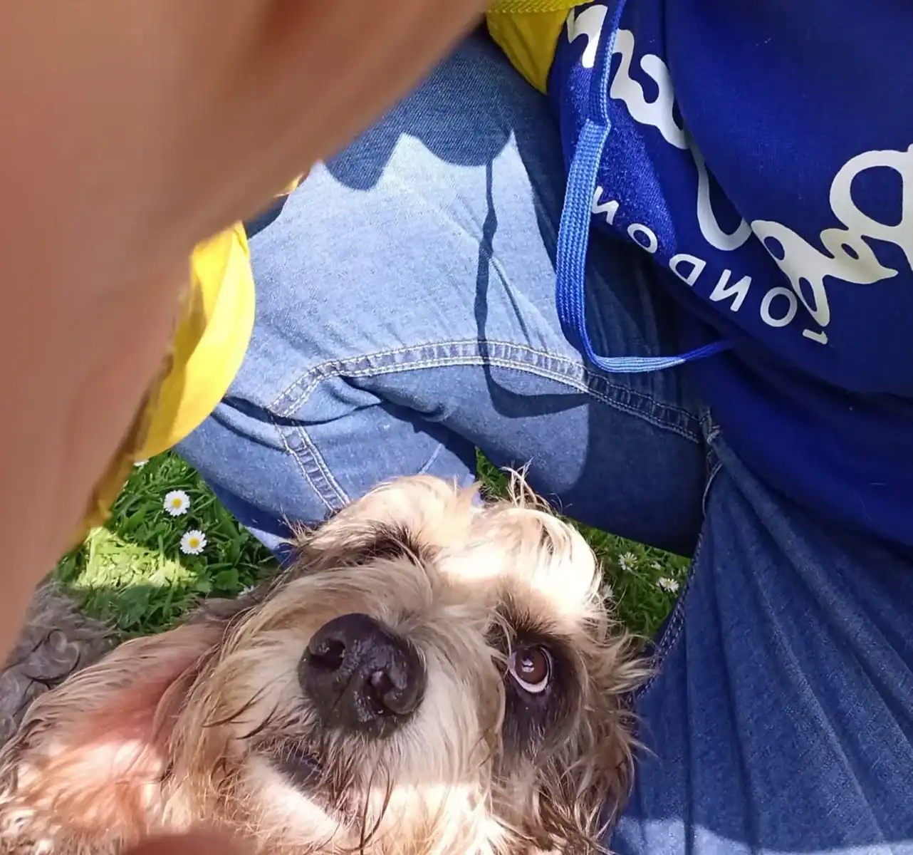 Bruma, perra rescatada, mirando a su cuidadora en un momento de calma y conexión