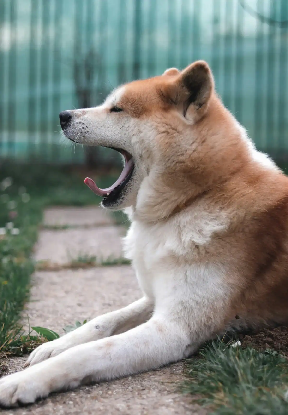 Perro mostrando señales de inseguridad en la calle