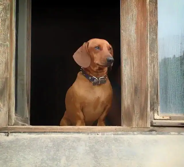 Perro inquieto esperando junto a la puerta cuando se queda solo