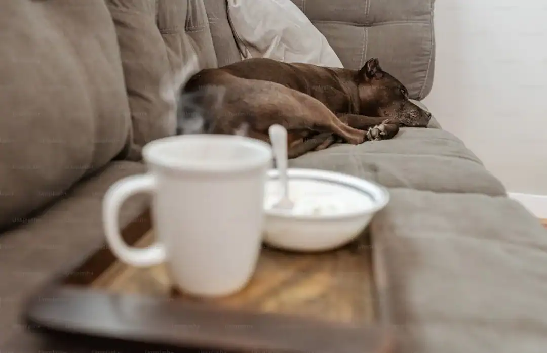 Perro relajado en casa